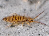 Entomobrya multifasciata 6, Saxifraga-Ab H Baas