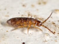 Heteromurus major 3, Saxifraga-Ab H Baas