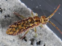 Isotomurus maculatus 4, Saxifraga-Ab H Baas