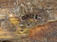 Orchesella cincta 11, Saxifraga-Luc Hoogenstein : Lunetten