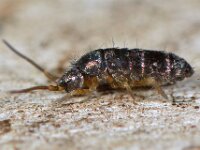 Tomocerus vulgaris 7, Saxifraga-Ab H Baas