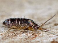 Tomocerus vulgaris 8, Saxifraga-Ab H Baas