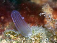 Beroe gracilis 3, Meloenkwalletje, Saxifraga-Foto Fitis-Sytske Dijksen