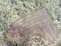 Beroe gracilis 4, Meloenkwalletje, Saxifraga-Foto Fitis-Sytske Dijksen