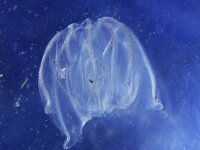 Mnemiopsis leidyi 3, Amerikaanse ribkwal, Saxifraga-Foto Fitis-Sytske Dijksen