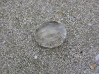 Pleurobrachia pileus, Sea Gooseberry
