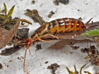 Apterygida media 4, Parkoorworm, Saxifraga-Ab H Baas