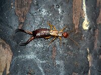 Forficula auricularia