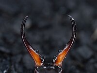 Forficula auricularia 11, Gewone oorworm, Saxifraga-Luc Hoogenstein