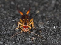 Forficula auricularia 15, Gewone oorworm, Saxifraga-Luc Hoogenstein