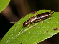 Forficula auricularia 16, Gewone oorworm, Saxifraga-Tom Heijnen