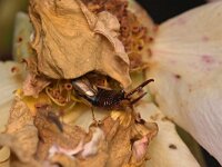 Forficula auricularia 17, Gewone oorworm, Saxifraga-Tom Heijnen