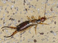 Forficula Auricularia 01 #05337 : Forficula Auricularia, Common earwig, Gewone oorworm