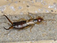 Forficula Auricularia 01 #05335 : Forficula Auricularia, Common earwig, Gewone oorworm