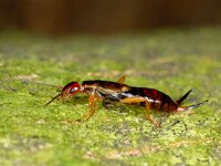 Forficula Auricularia #00953 : Forficula Auricularia, Common earwig, Gewone oorworm