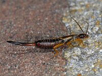 Forficula auricularia #06012 : Forficula Auricularia, Common earwig, Gewone oorworm