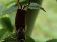 Forficula auricularia 7, Gewone oorworm, Saxifraga-Frank Dorsman  Forficula auricularia, Gewone oorwormHillegom 260711