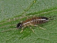 Forficula auricularia #44130 : Forficula auricularia, Gewone oorworm, nimf