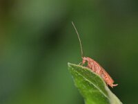 Ectobius pallidus 8, Bleke kakkerlak, Saxifraga-Tom Heijnen