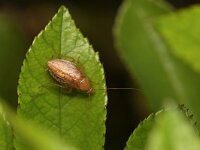 Ectobius pallidus 9, Bleke kakkerlak, Saxifraga-Tom Heijnen