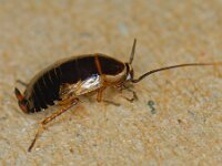 Ectobius sylvestris
