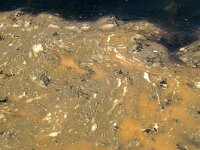 Noctiluca scintillans 2, Zevonk, Saxifraga-Foto Fitis-Sytske Dijksen