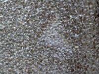 Noctiluca scintillans 5, Zeevonk, Saxifraga-Foto Fitis-Sytske Dijksen