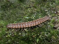 Polydesmus angustus 02, Grote Platrug, AHB  Grote Platrug - Polydesmus angustus Vindplaats Beerze op 23 december 2017