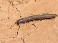 Ommatoiulus rutilans