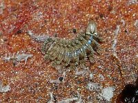 Polyxenus sp 1, Foto Fitis-Sytske Dijksen