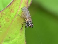 Anthomyiidae sp 16, Saxifraga-Tom Heijnen