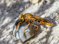 Asilus crabroniformis 5, Hoornaarroofvlieg, male, Saxifraga-Bart Heijne : 2024, Asilidae, Asilus crabroniformis, Diptera, Ede, Edesche heide, augustus, hoornaarroofvlieg, insect, man, met prooi, roofvlieg, zomer