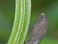 Asphondylia pilosa