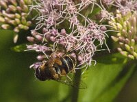 Beris clavipes 3, Zwartvleugel-stekelwapenvlieg, Saxifraga-Jan van der Straaten