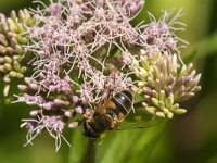 Beris clavipes 4, Zwartvleugel-stekelwapenvlieg, Saxifraag-Jan van der Straaten