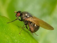 Calliopum sp 2, Saxifraga-Ab H Baas