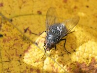Calliphora vicina 7, Roodwangbromvlieg, Saxifraga-Tom Heijnen