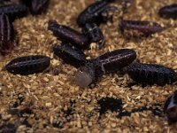 Calliphora vomitoria 3, Roodbaard-bromvlieg, Saxifraga-Frits Bink