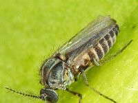 Ceratopogonidae 2, Saxifraga-Ab H Baas