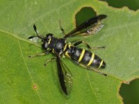 Ceriana conopsoides 2, Normale fopblaaskop, Saxifraga-Ab H Baas