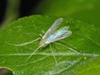 Chironomidae #06979 : Chironomidae, Dansmug