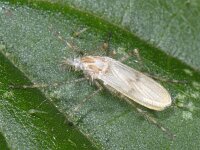 Chironomidae #08261 : Chironomidae, Dansmug