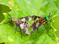 Chrysops relictus 8, Gewone goudoogdaas, Saxifraga-Bart Heijne : 2013, Batenburg, Betuwe, Chrysops relictus, Diptera, Gewone goudoogdaas, Quessa, insect, zomer