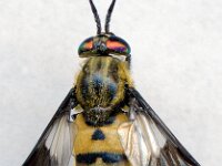 Chrysops viduatus