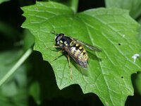 Chrysotoxum cautum 3, Grote fopwesp, Saxifraga-Rutger Barendse