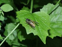 Chrysotoxum cautum 4, Grote fopwesp, Saxifraga-Rutger Barendse