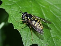 Chrysotoxum cautum 6, Grote fopwesp, Saxifraga-Rutger Barendse