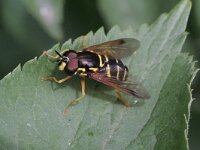 Chrysotoxum festivum 2, Stipfopwesp, Saxifraga-Rutger Barendse
