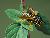 Chrysotoxum festivum 3, Stipfopwesp, female, Saxifraga-Frits Bink