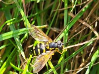 Chrysotoxum festivum 4, Stipfopwesp, Saxifraga-Ben Delbaere